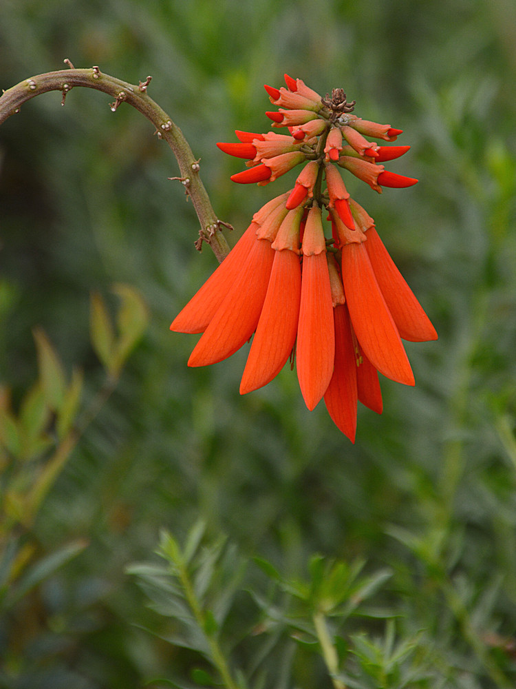 RedFlower.jpg
