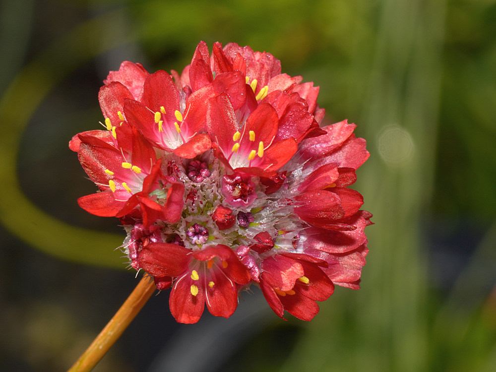 RedFlower.jpg