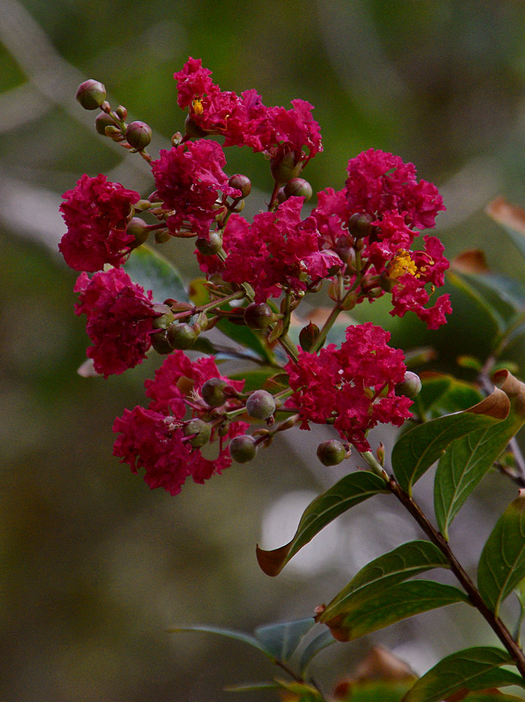 RedFlower.jpg