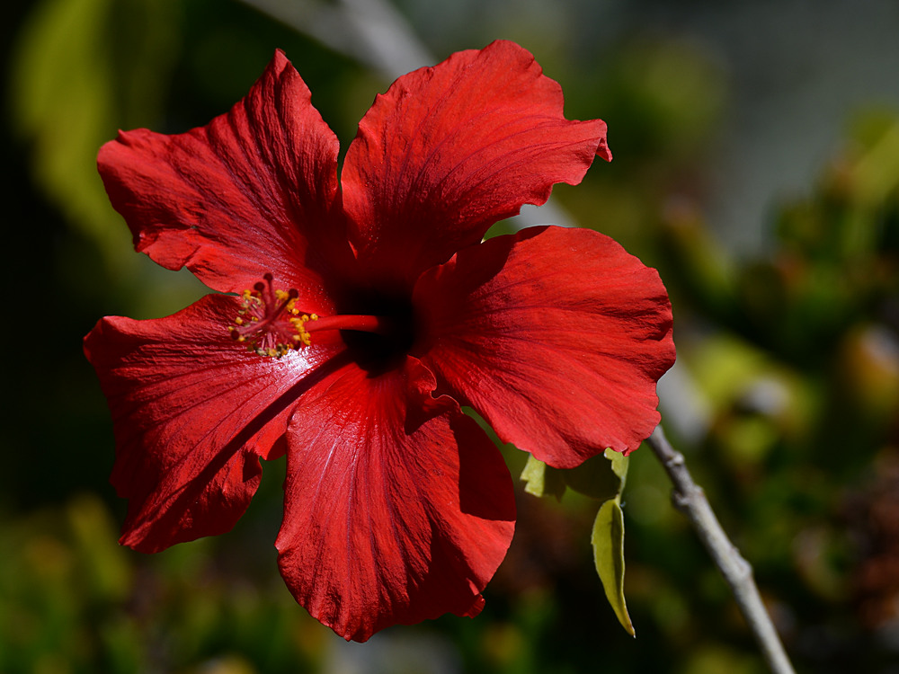 RedFlower.jpg