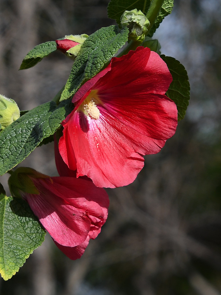 RedFlower.jpg