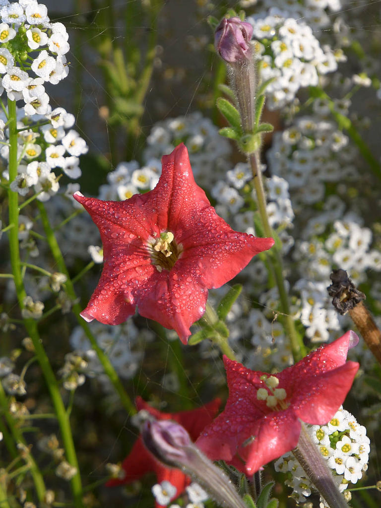 RedFlower.jpg