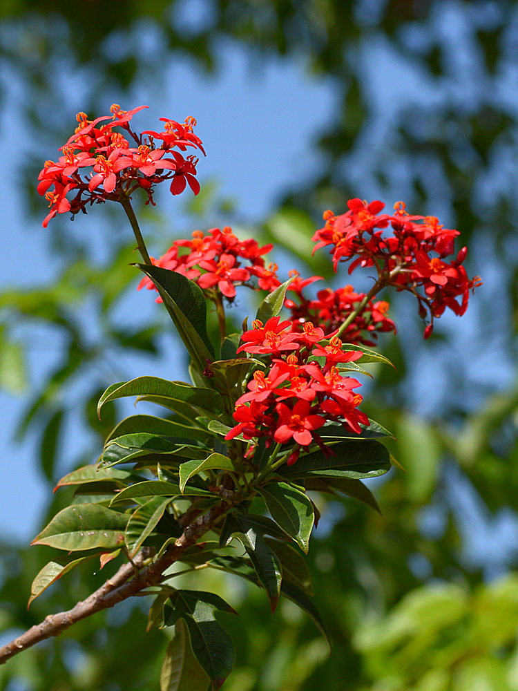 RedFlower.jpg