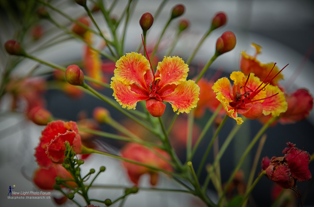 redflower4-1.jpg