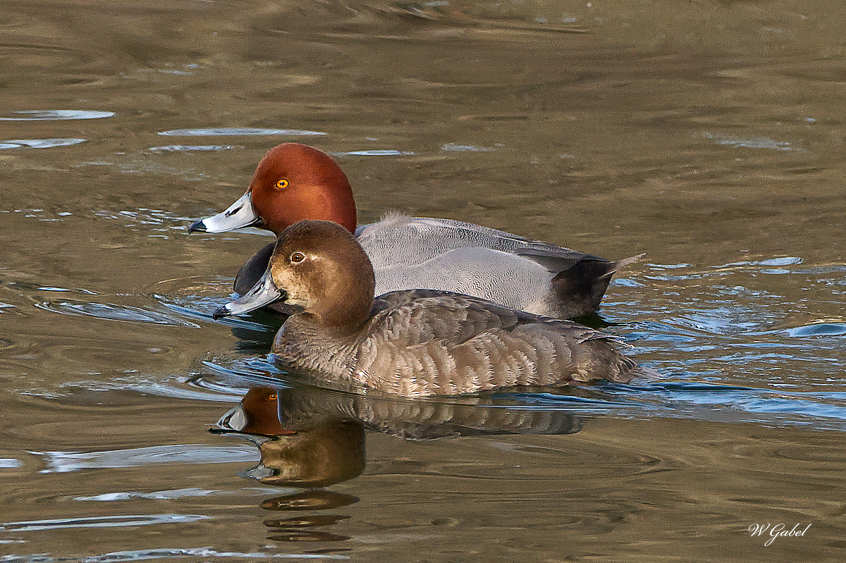 RedHeadCouple sm.jpg
