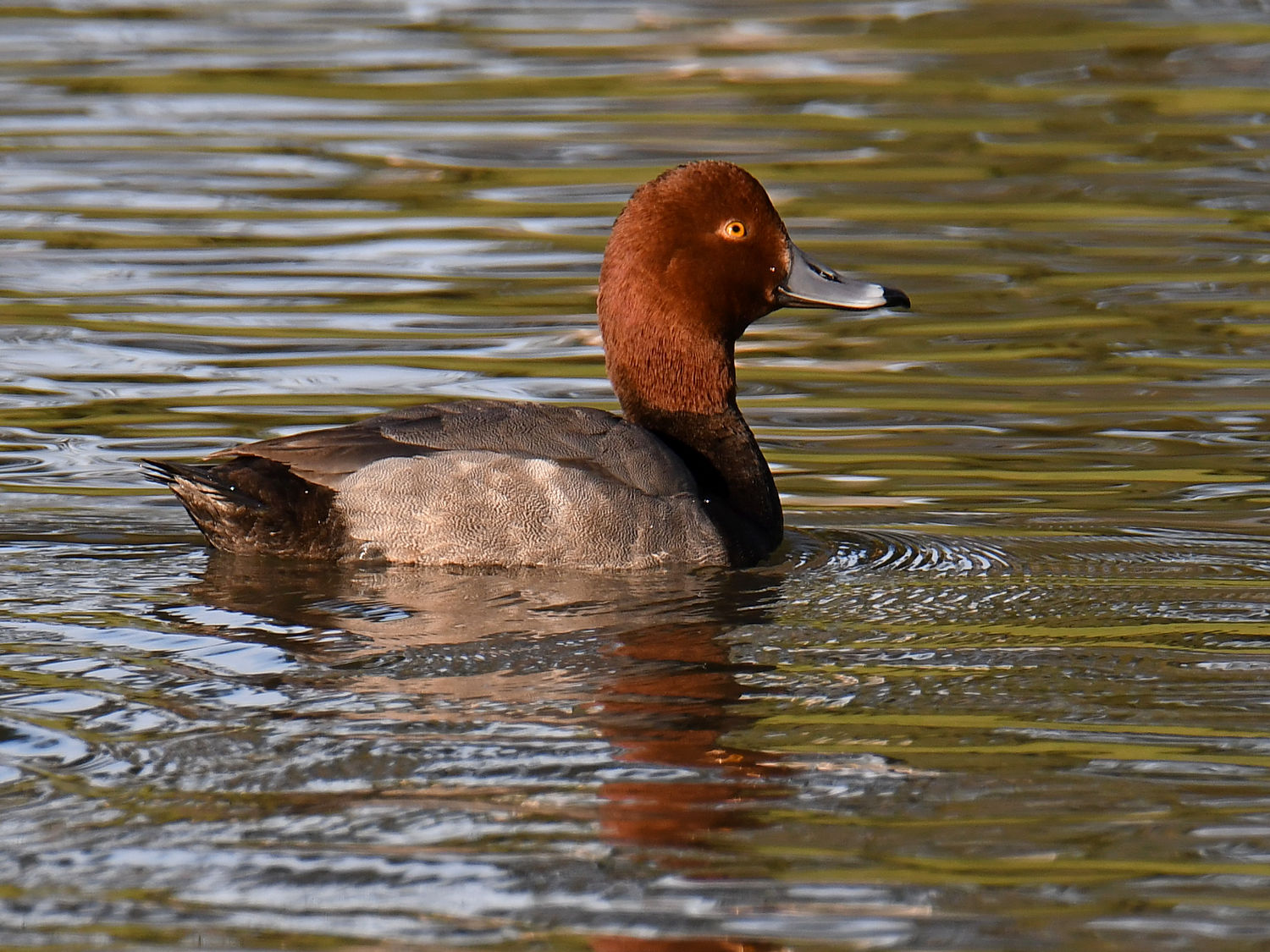 RedHeadDuck3.jpg