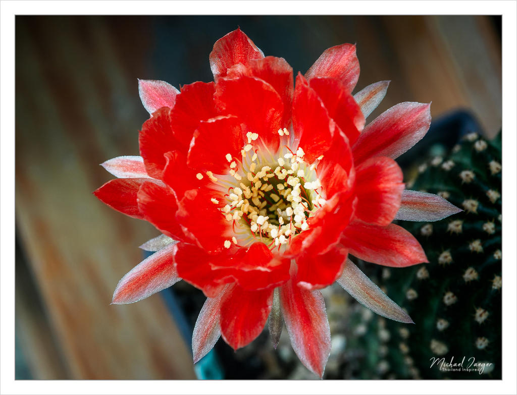 redish-blossom-2.jpg
