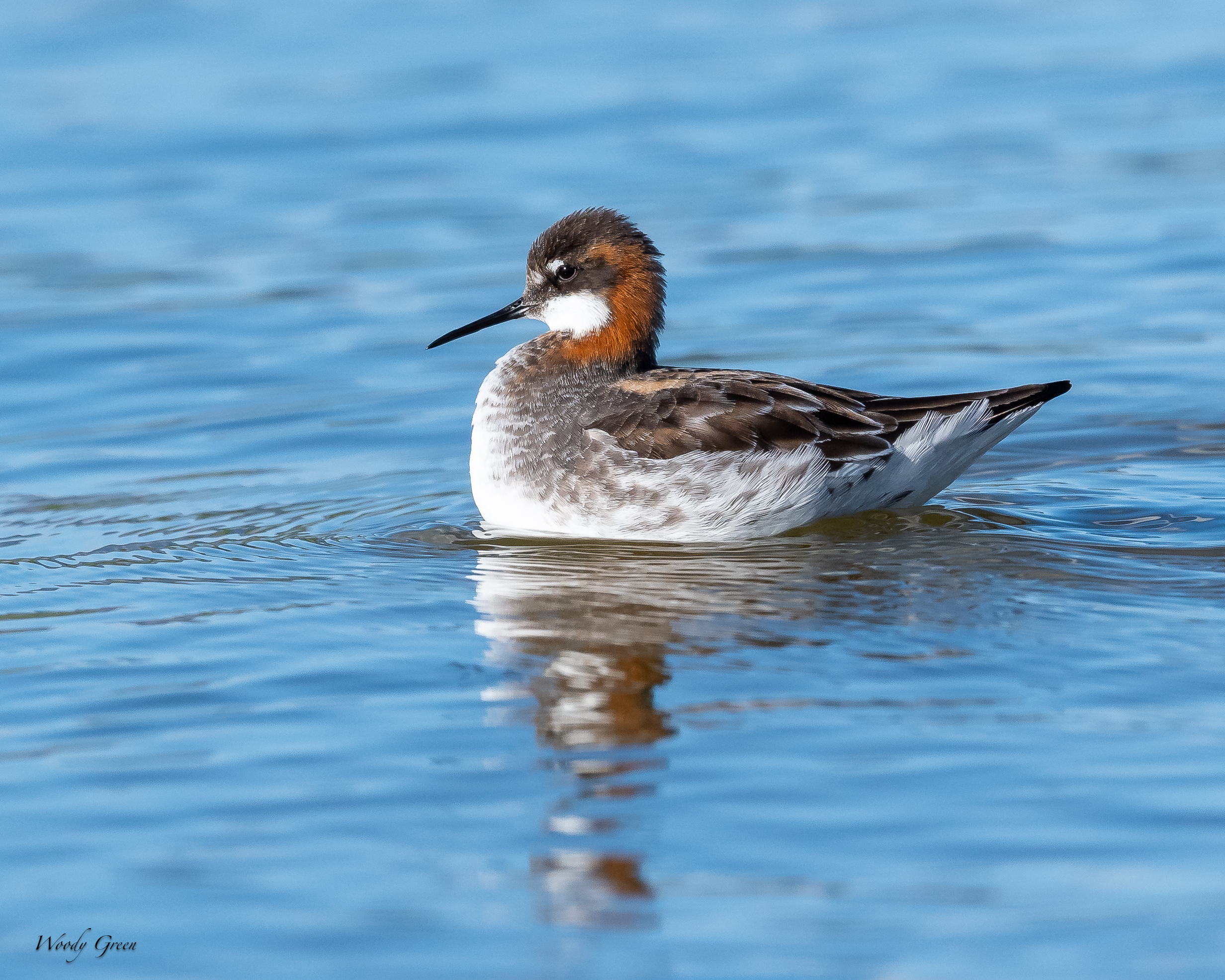 RedNeckedPhalarope-132.jpg