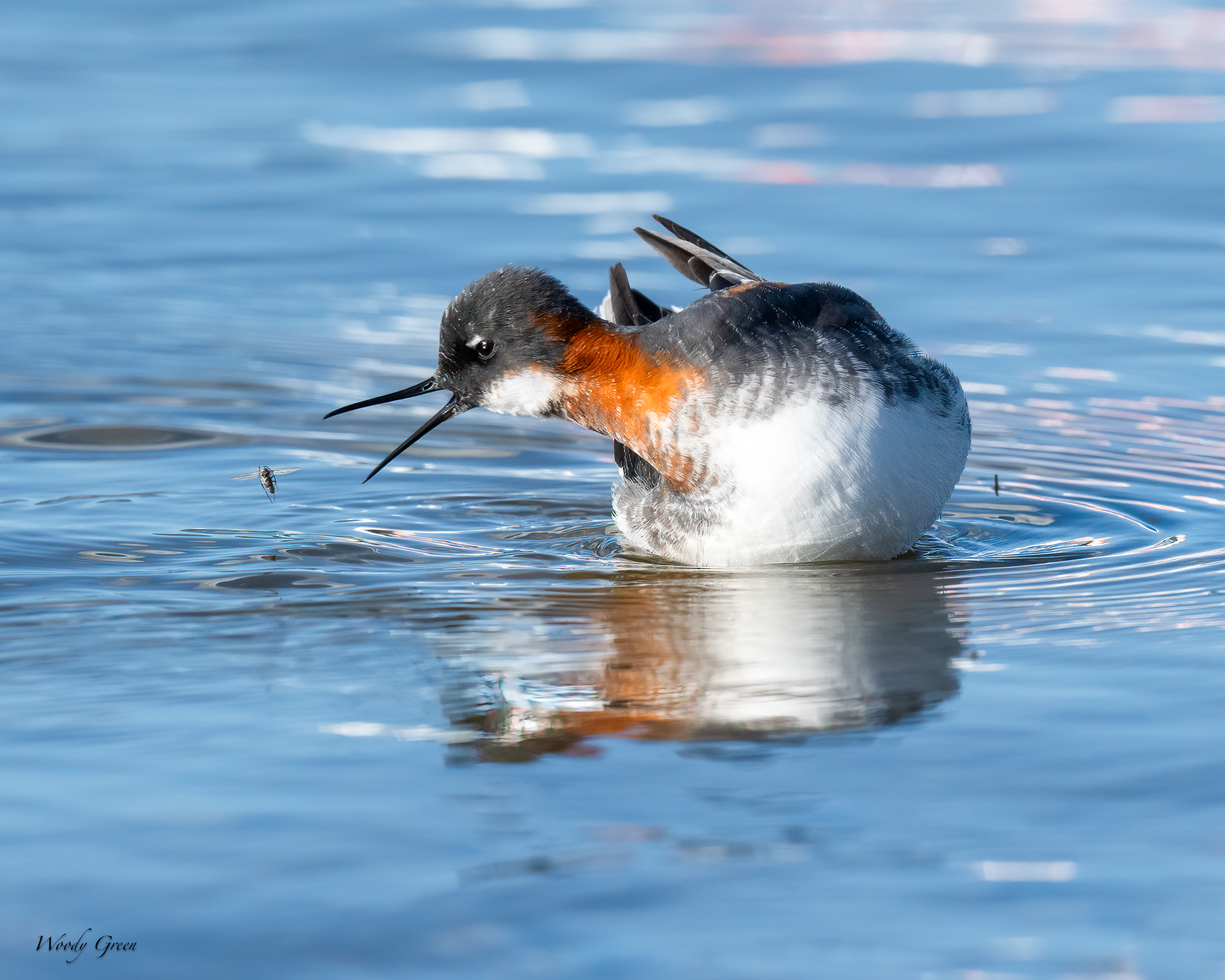 RedNeckedPhalarope-133.jpg