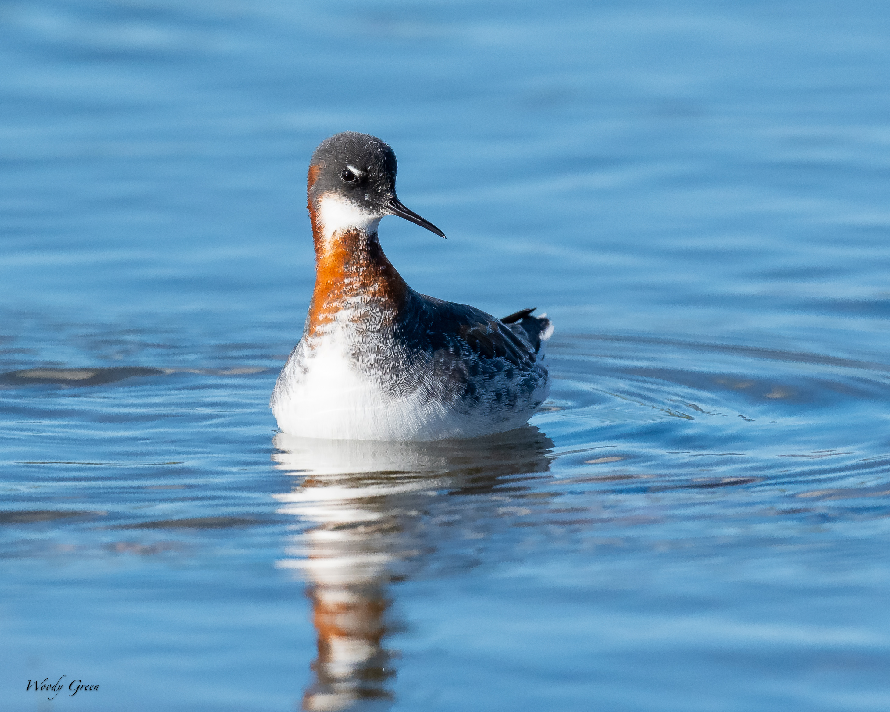 RedNeckedPhalarope-134.jpg