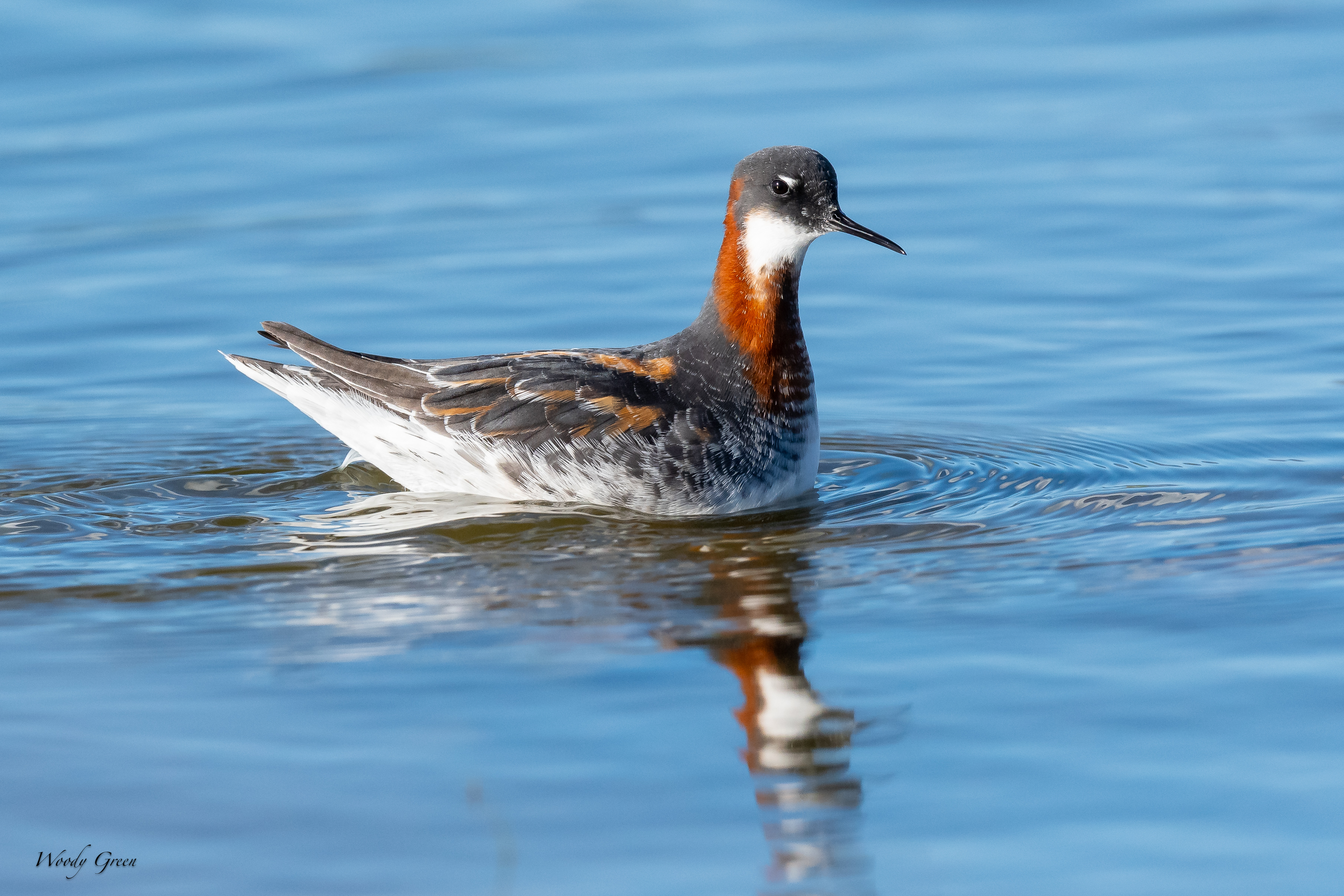 RedNeckedPhalarope-135.jpg