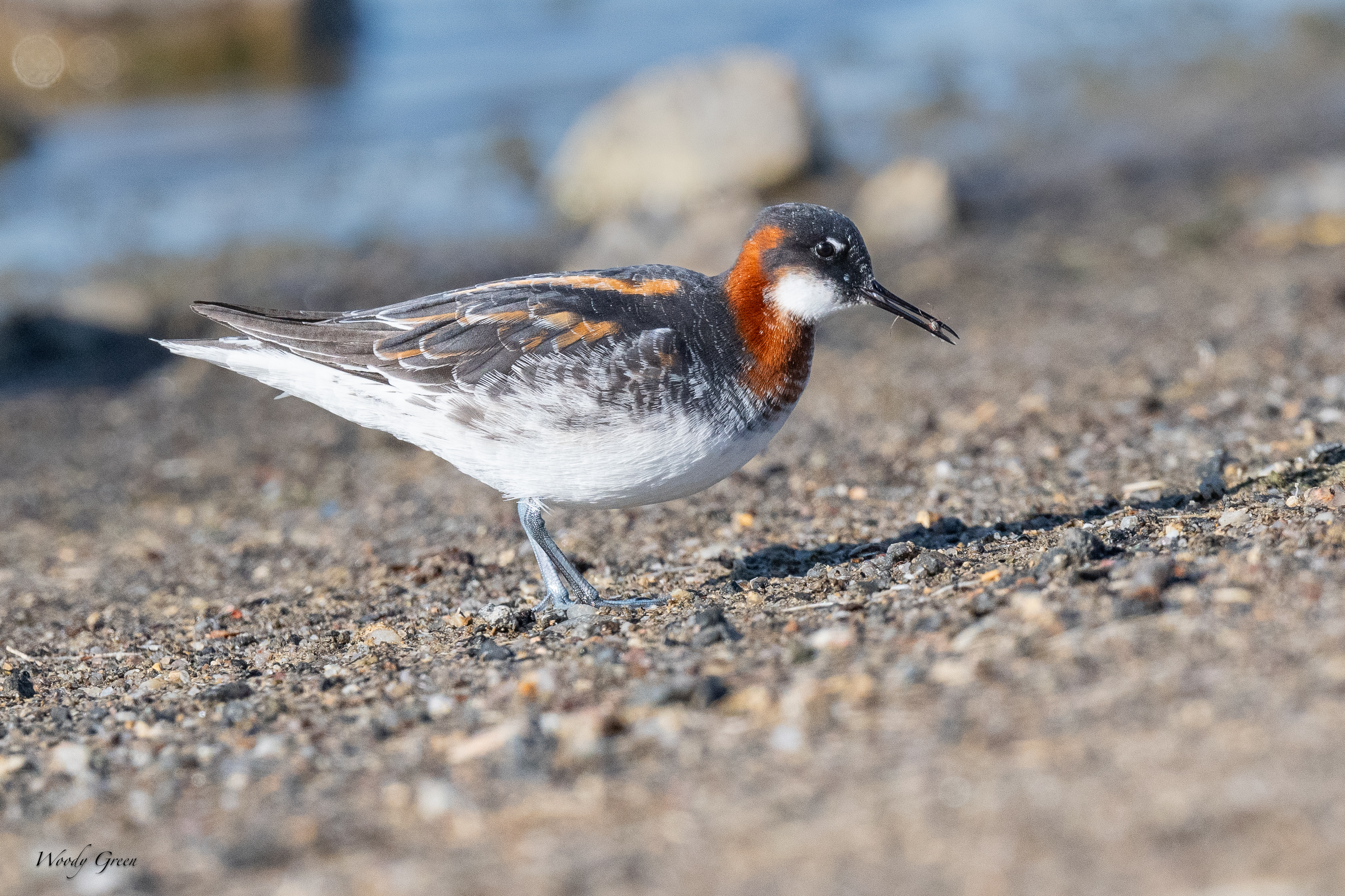 RedNeckedPhalarope-136.jpg
