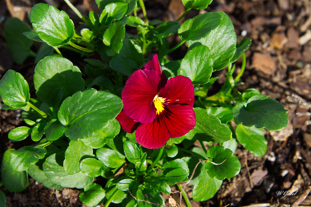 RedPansy sm.jpg