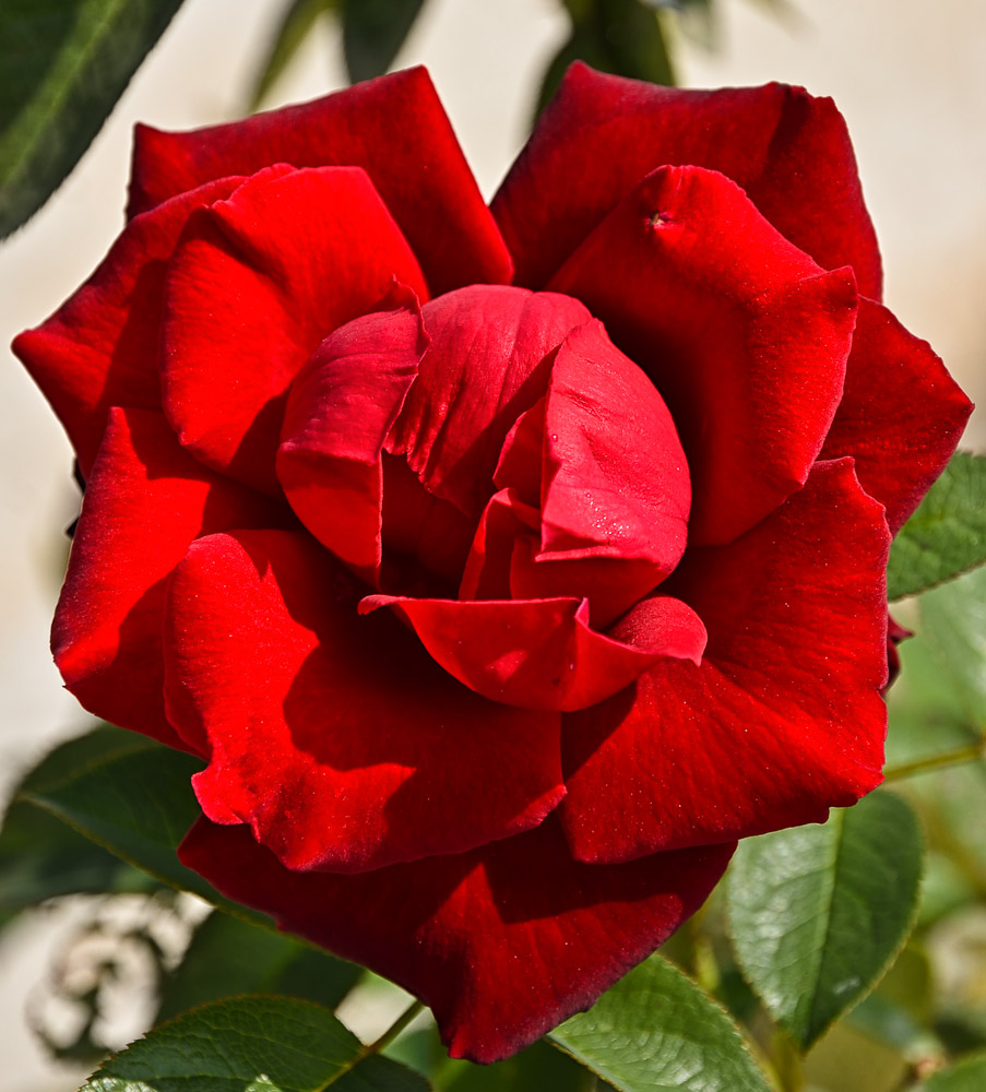 redrose-1.jpg