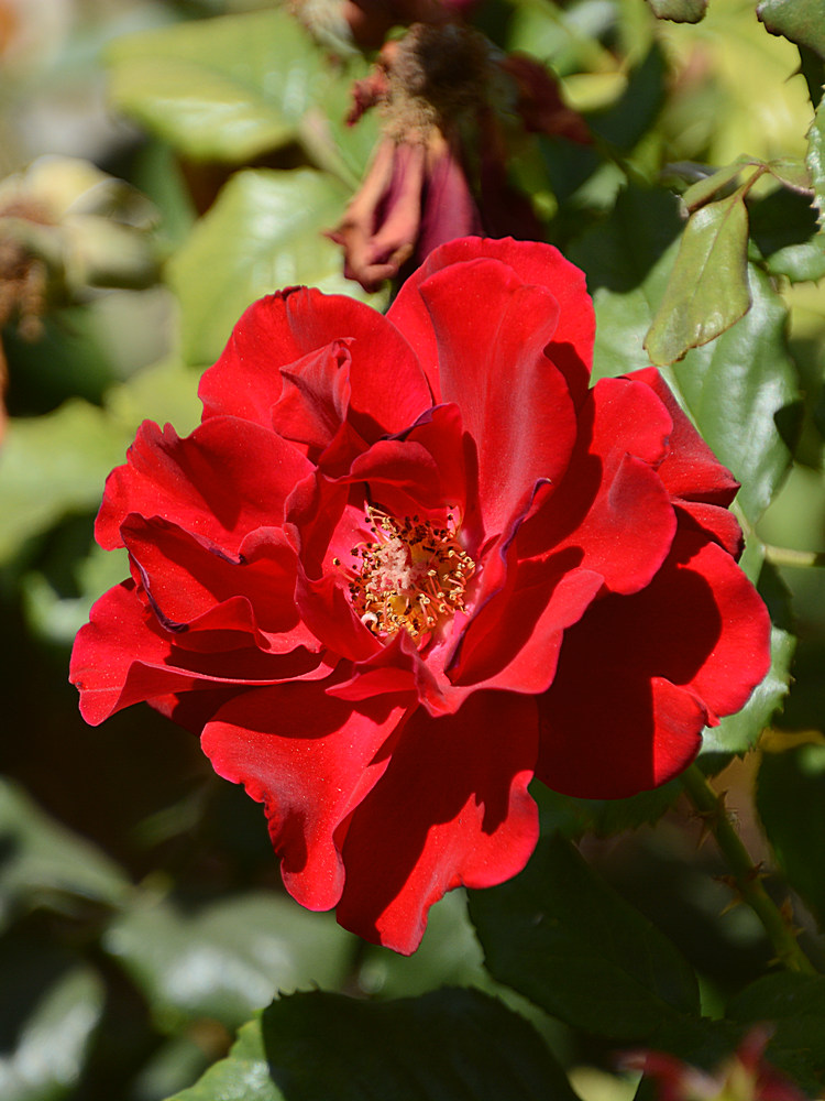 RedRose.jpg