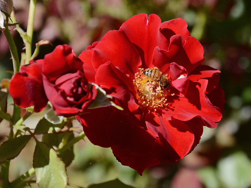 RedRose.jpg