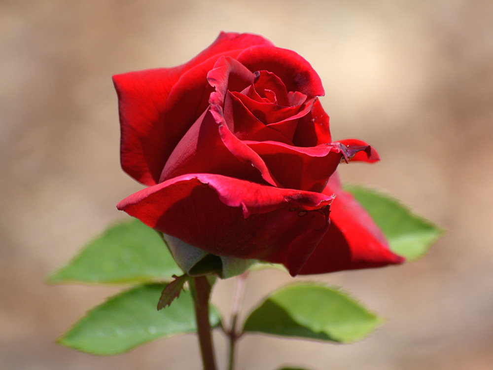 RedRose.jpg