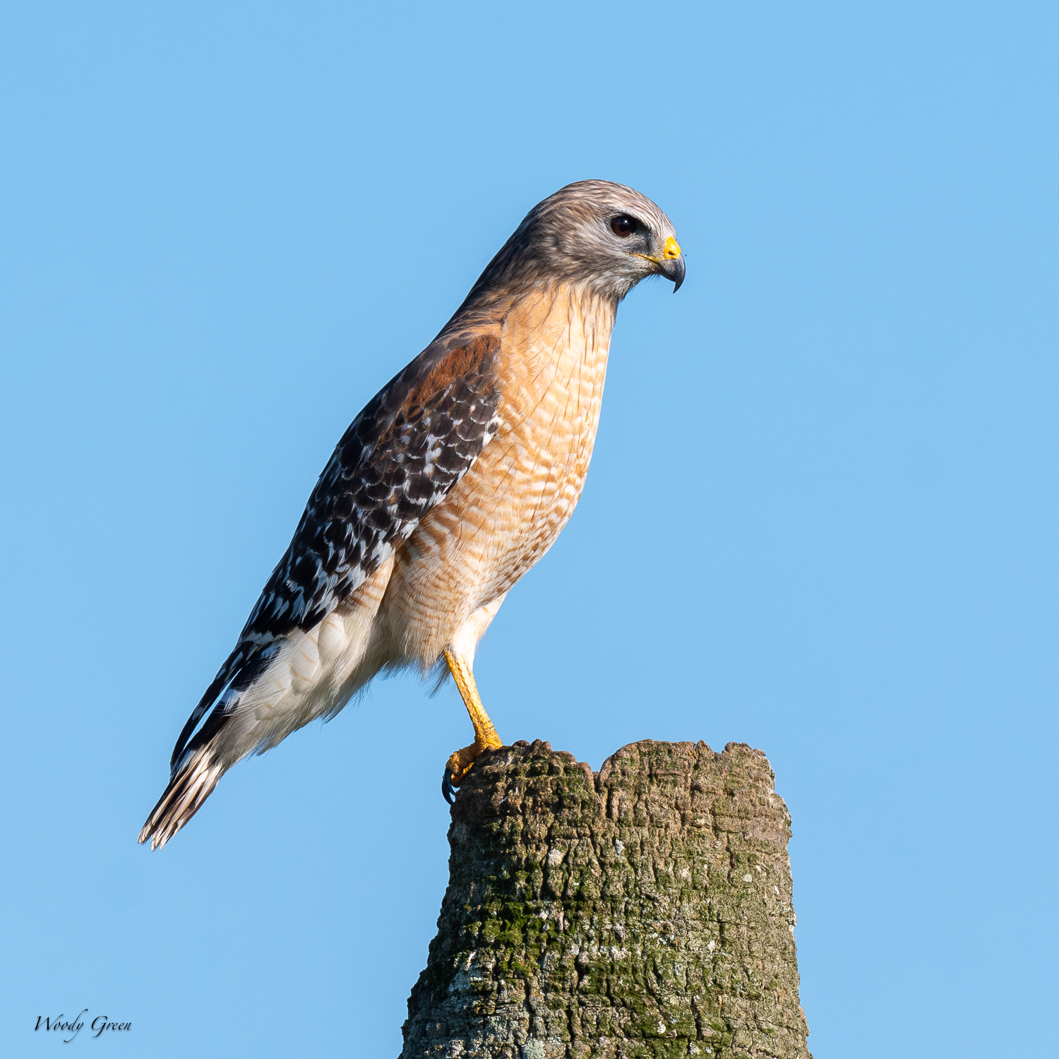 redShoulderedHawkPerched-561.jpg