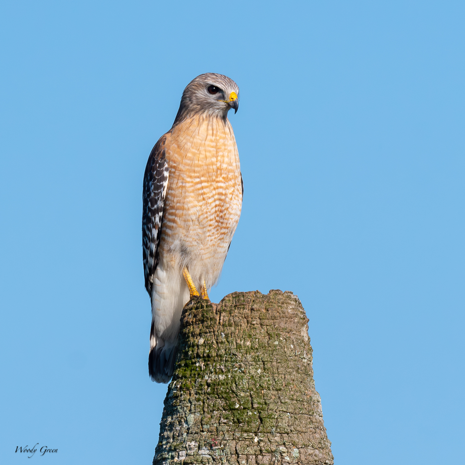 redShoulderedHawkPerched-562.jpg