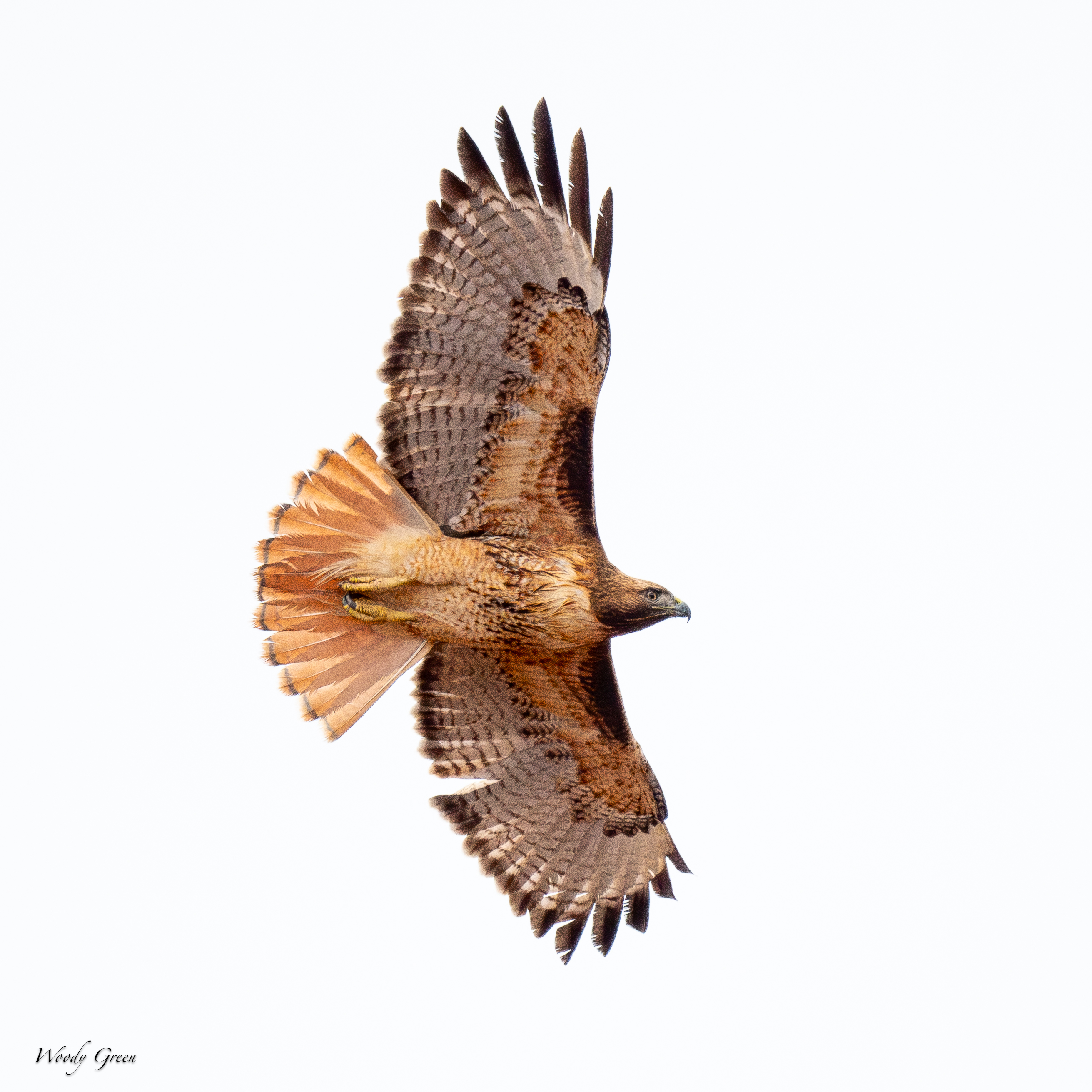 RedTail-245.jpg