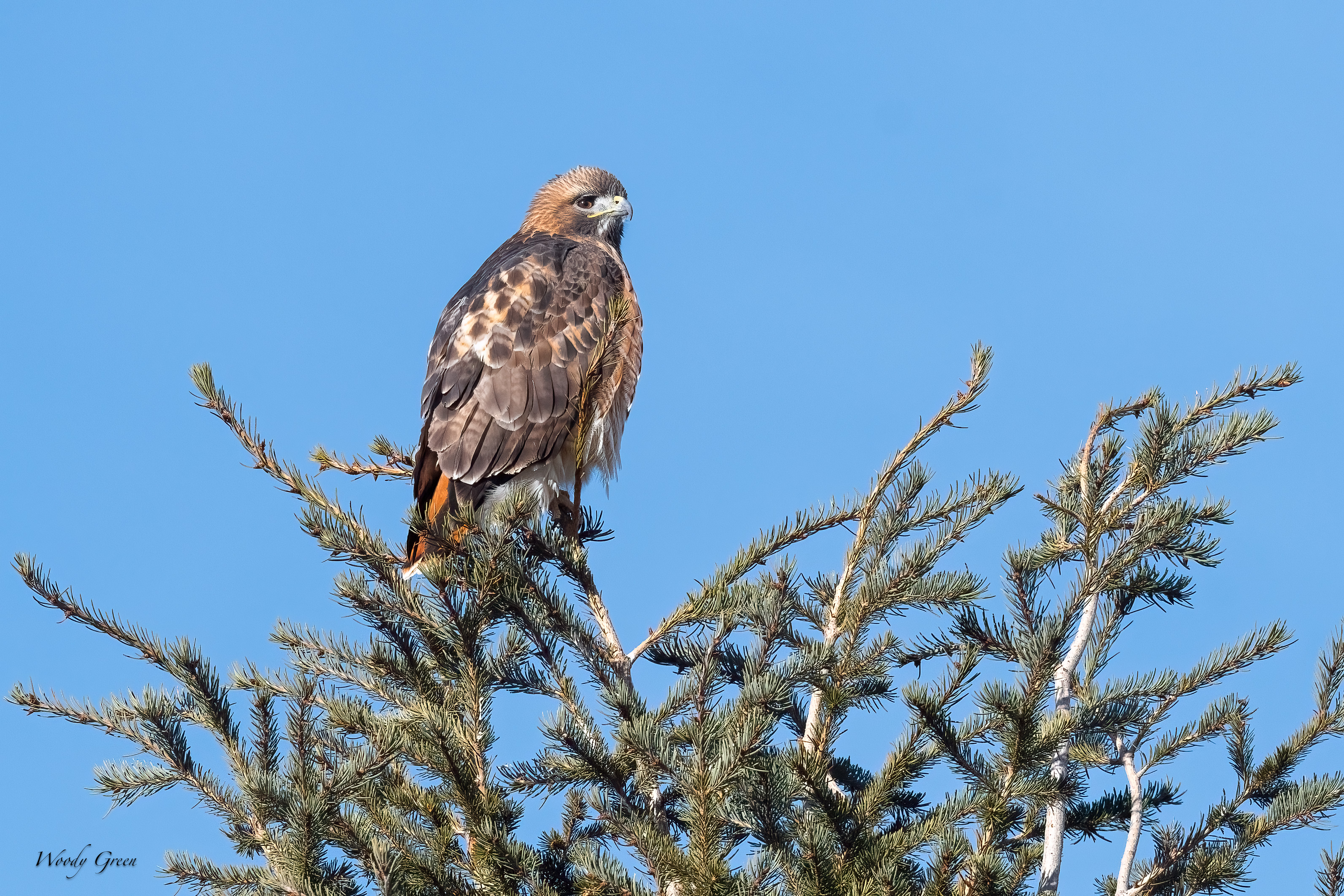 RedTail-249.jpg