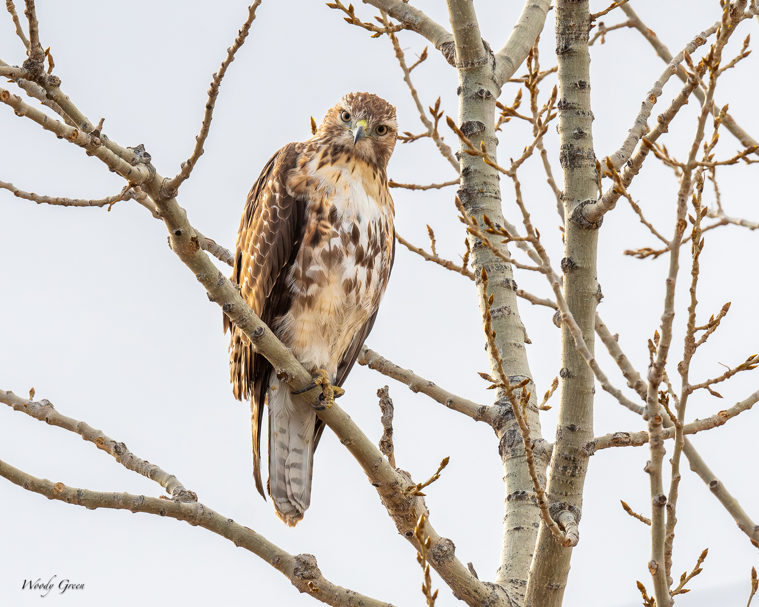 RedTail-560.jpg