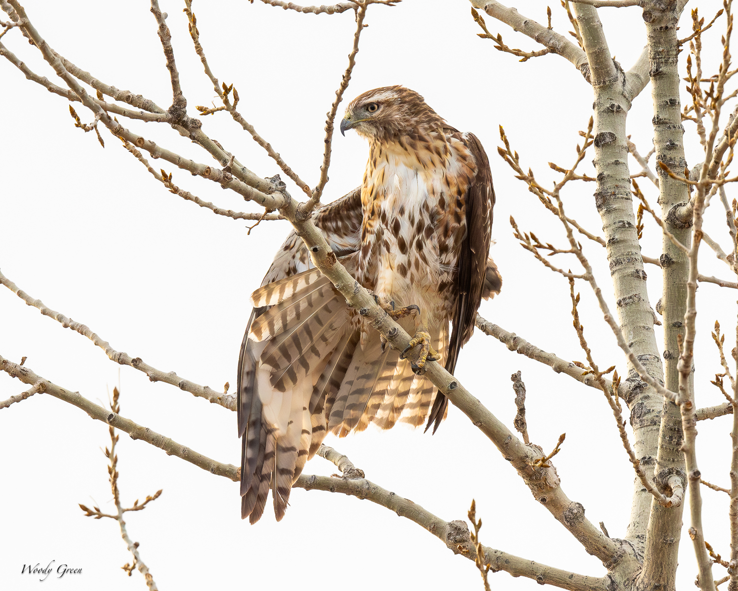 RedTail-561.jpg