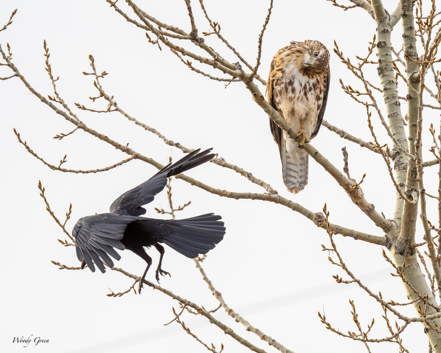RedTail-562.jpg