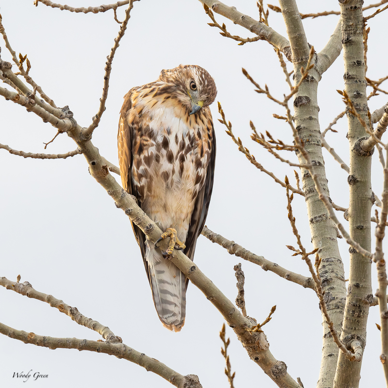RedTail-563.jpg