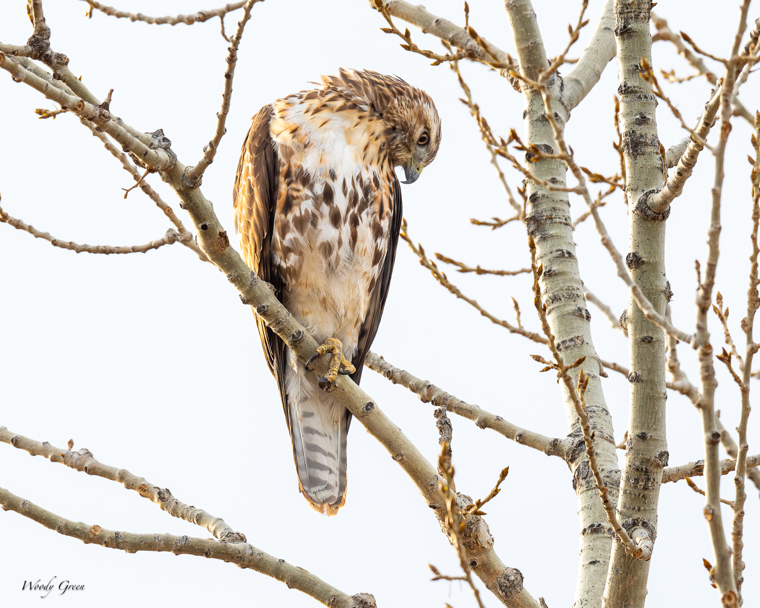 RedTail-564.jpg