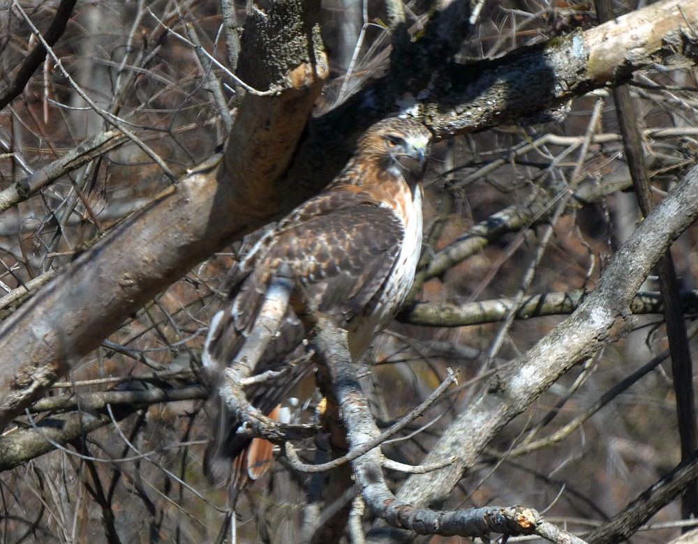 redtail hawk 2 - 1000.jpg