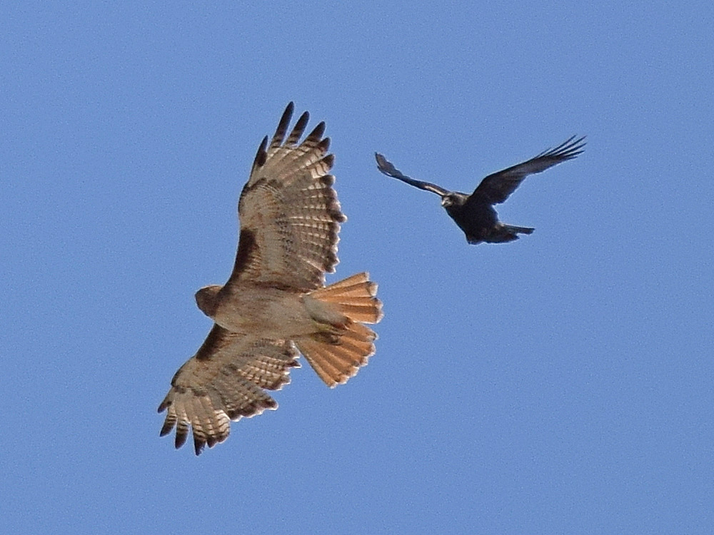 RedTail_2015-05-10.jpg