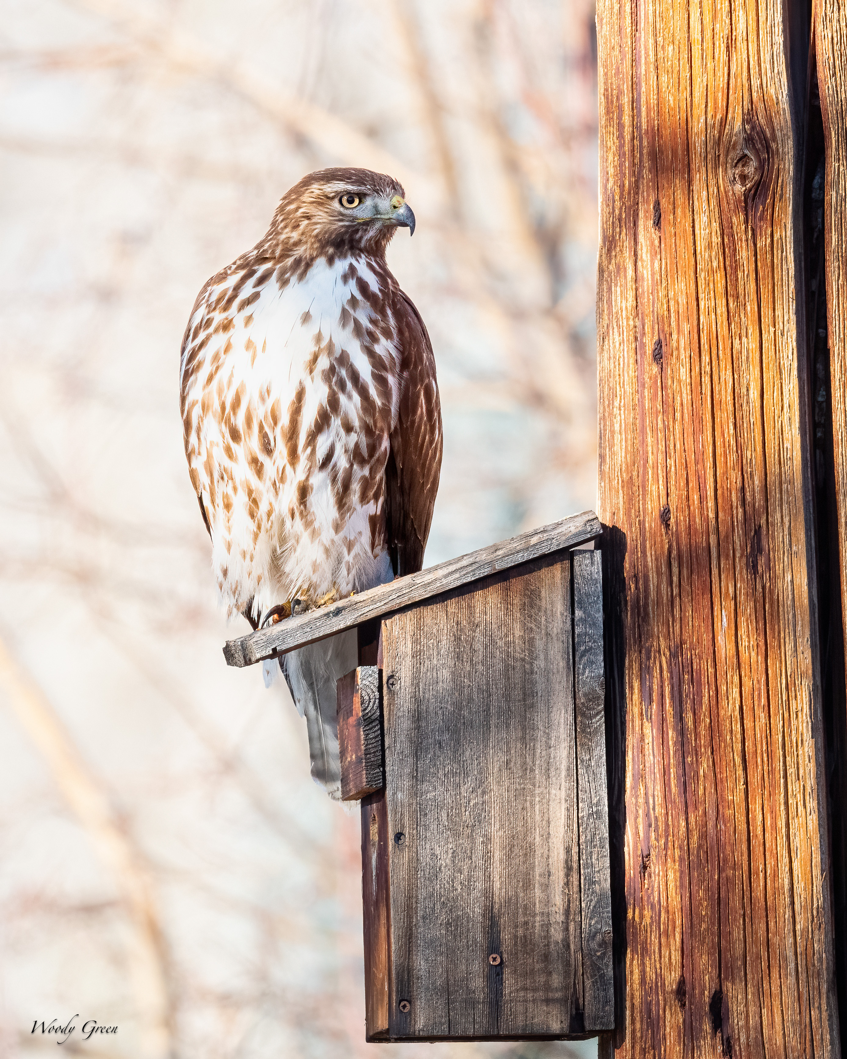 RedtailBirdhouse-260.jpg