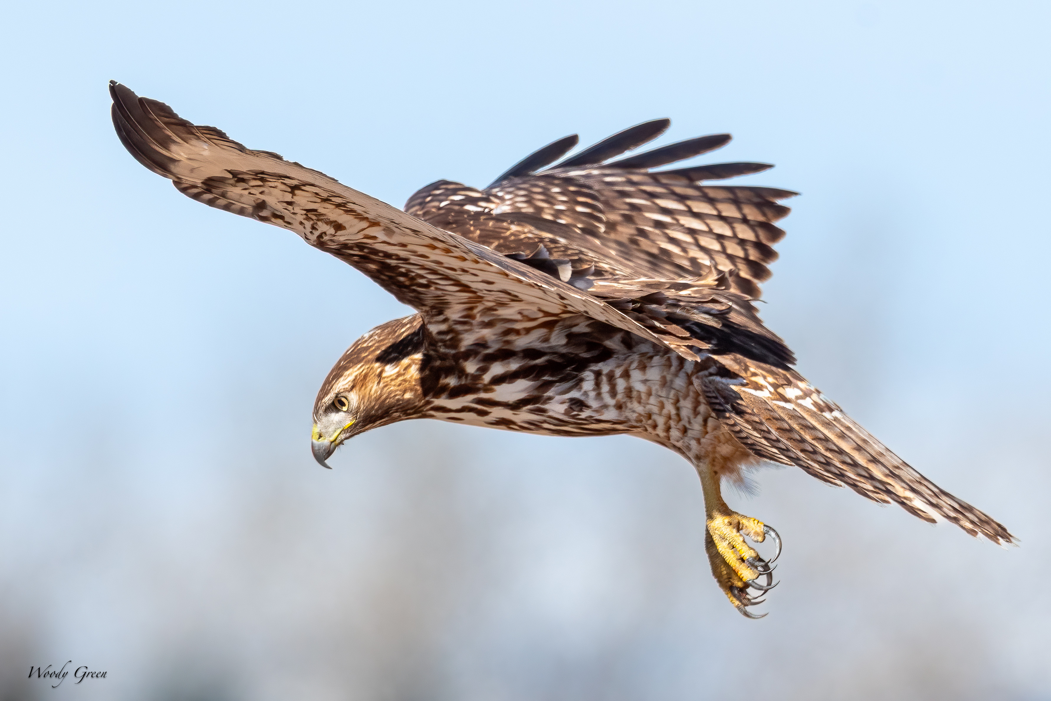 RedTailDive-257.jpg