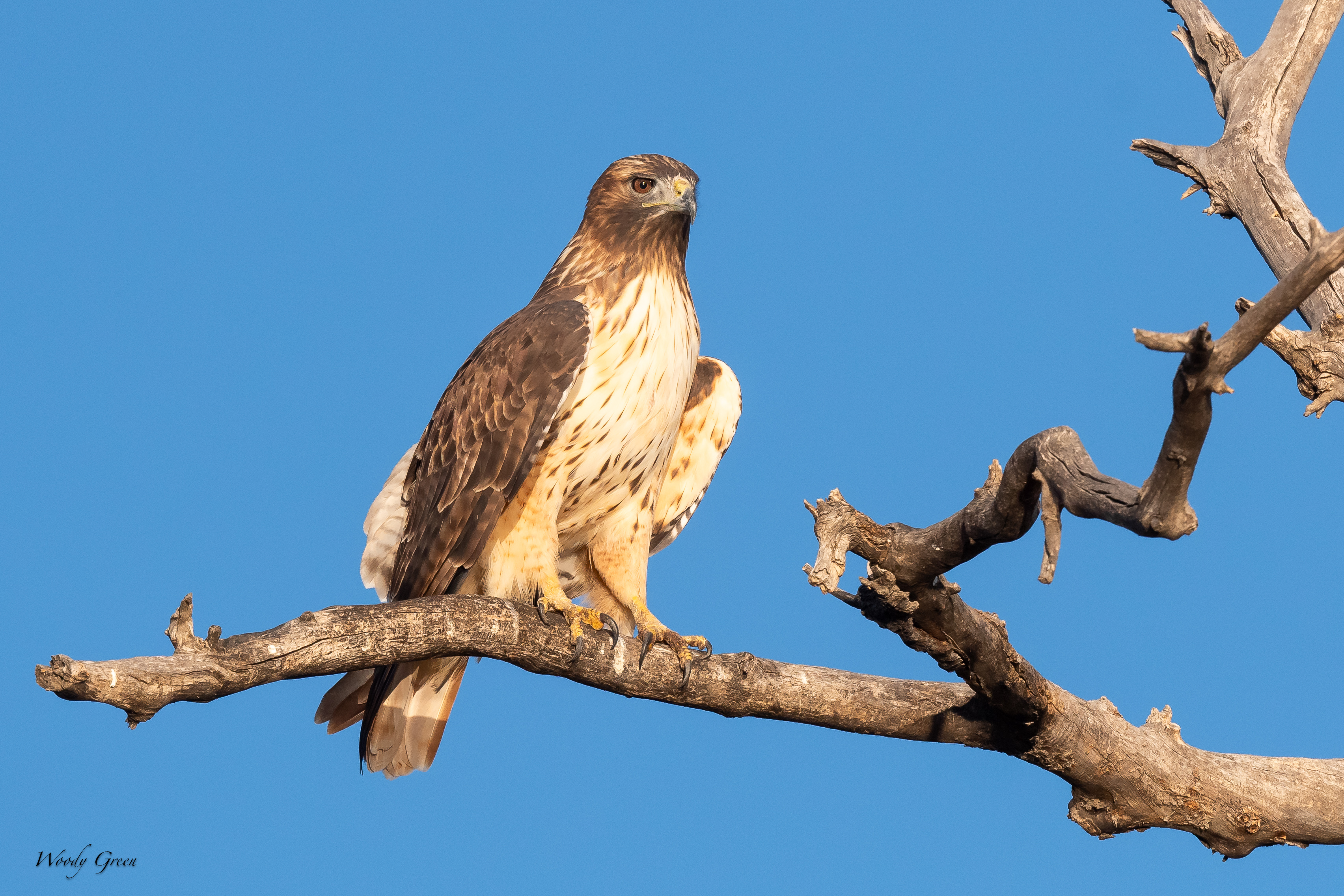 Redtailed-131.jpg