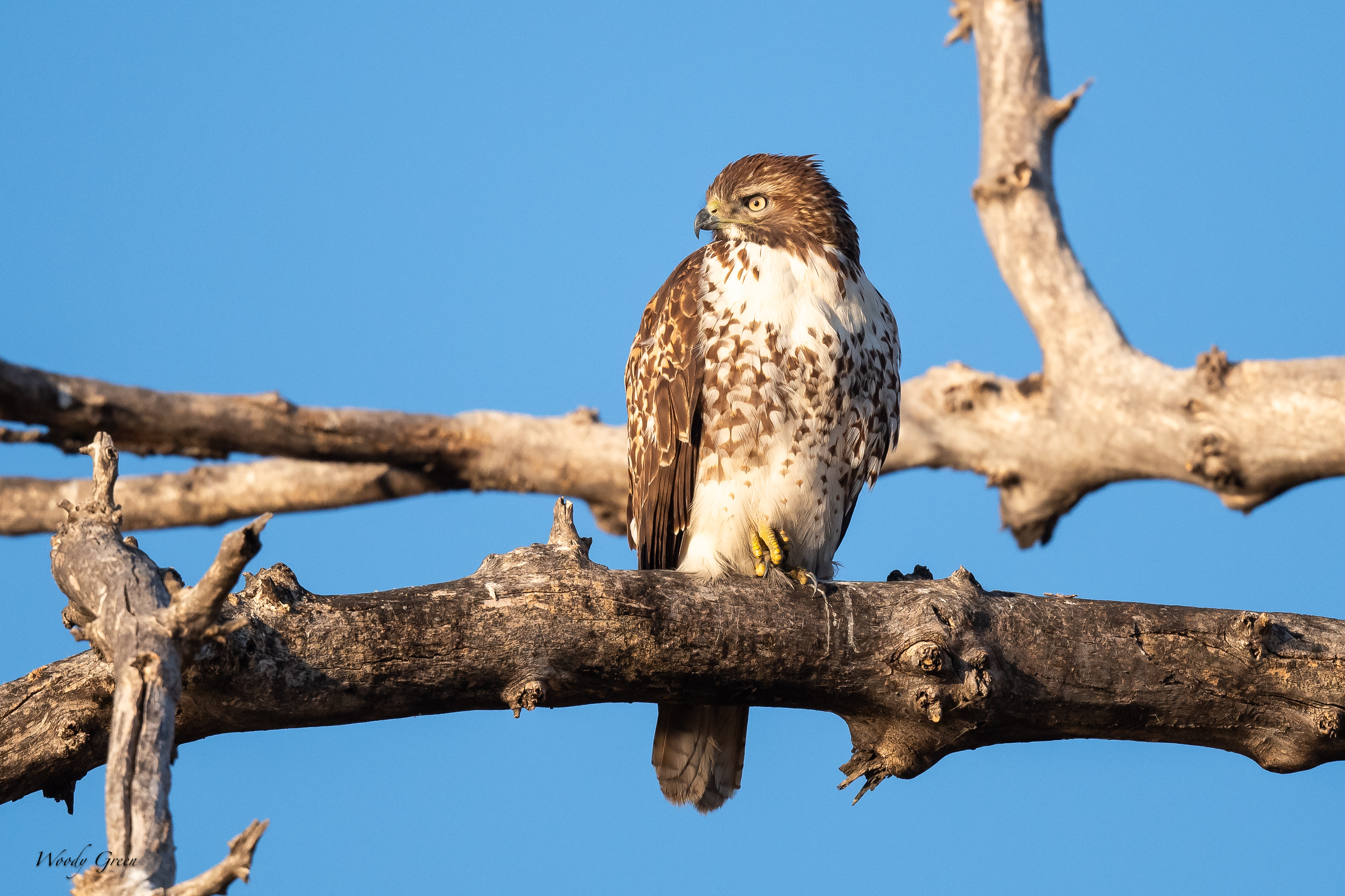 Redtailed-132.jpg