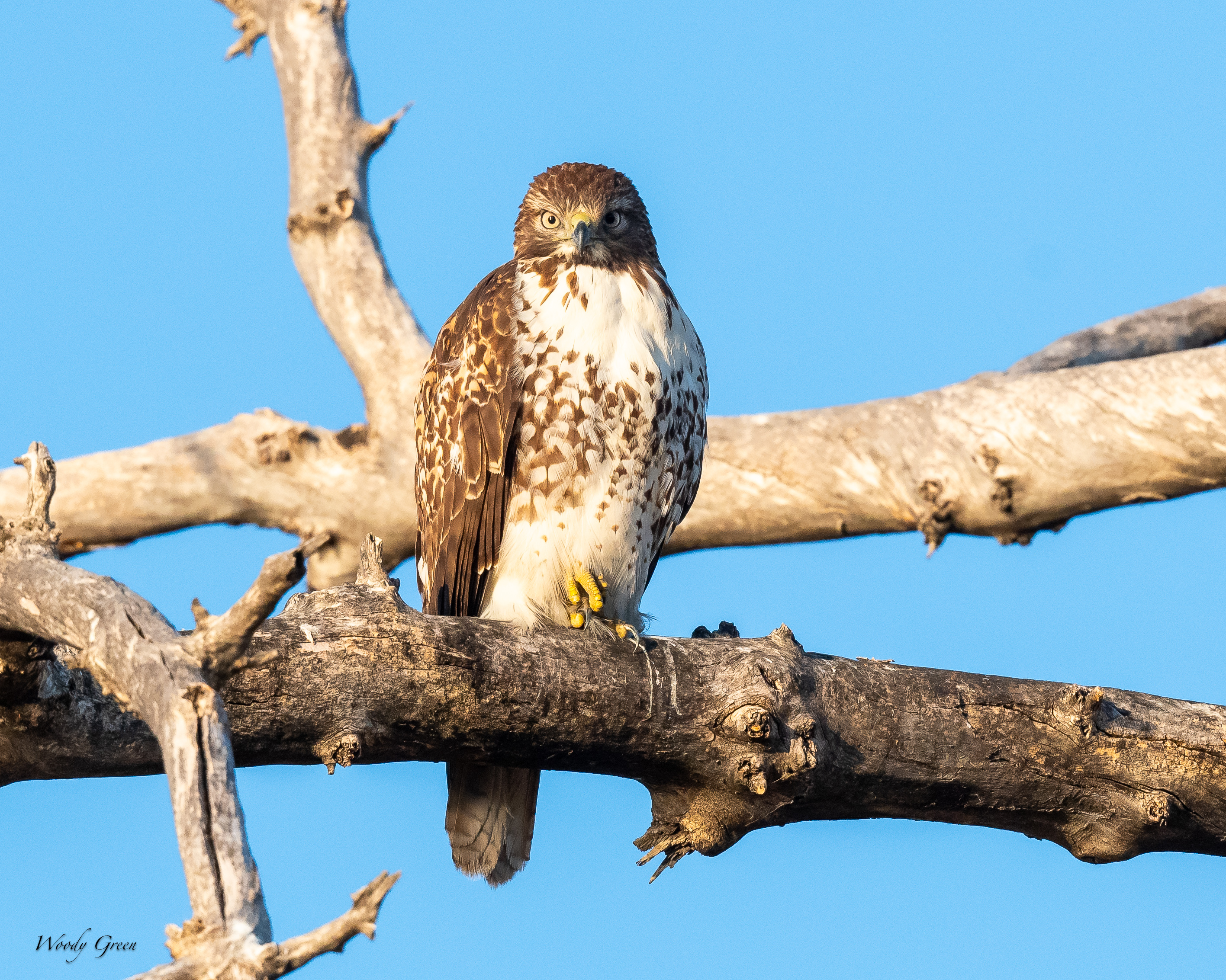 Redtailed-133.jpg