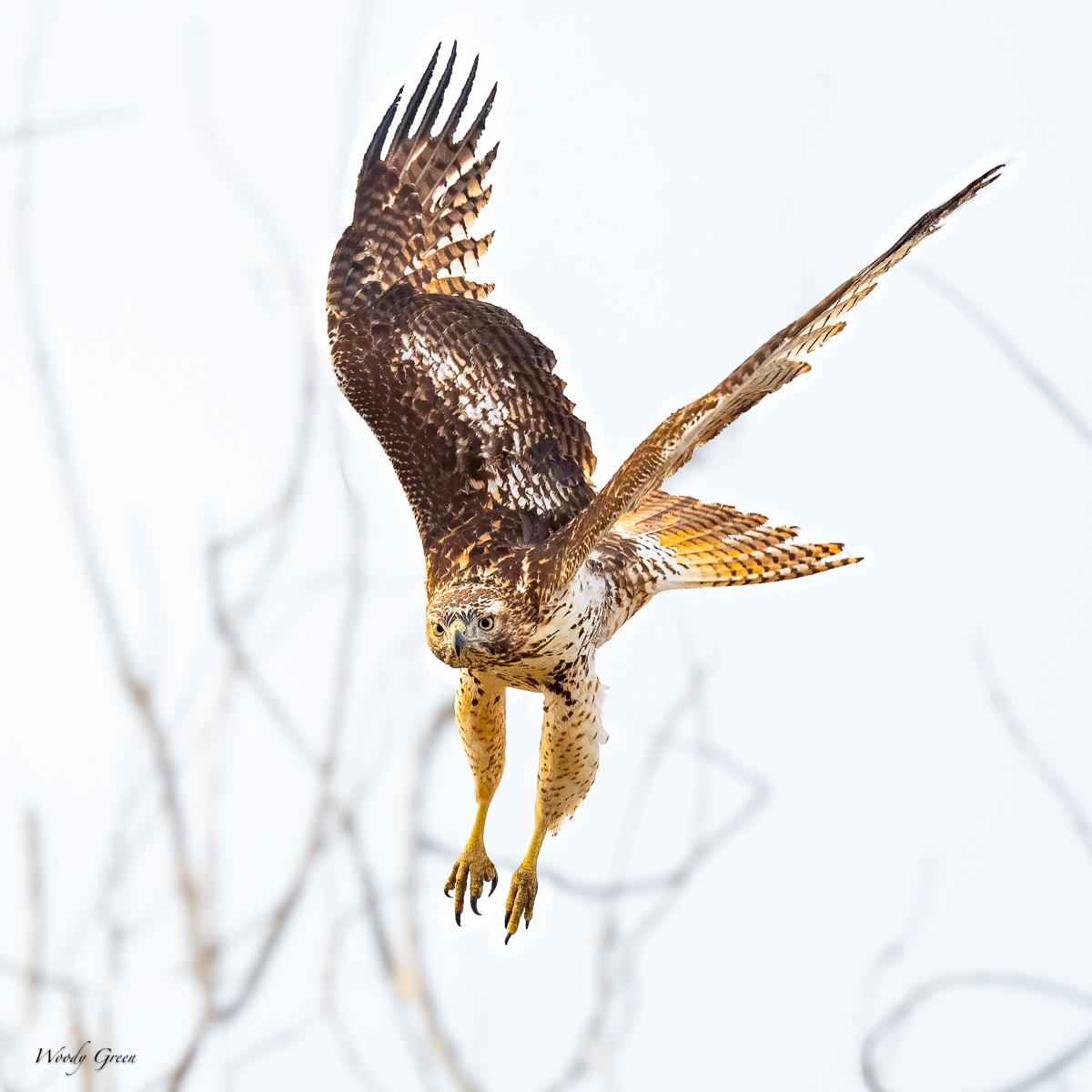 RedTailFlight-210.jpg