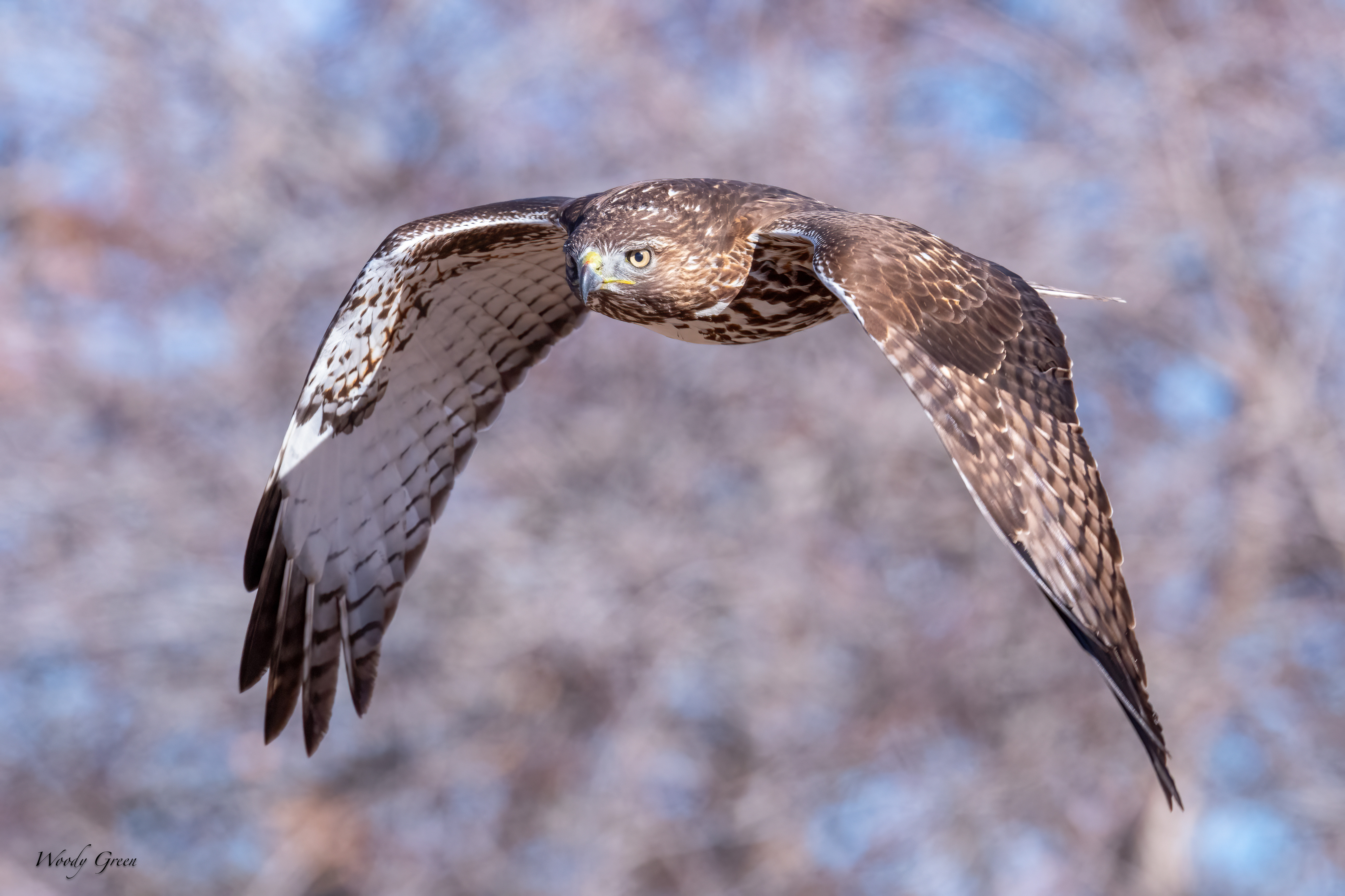 RedTailFlight -260.jpg