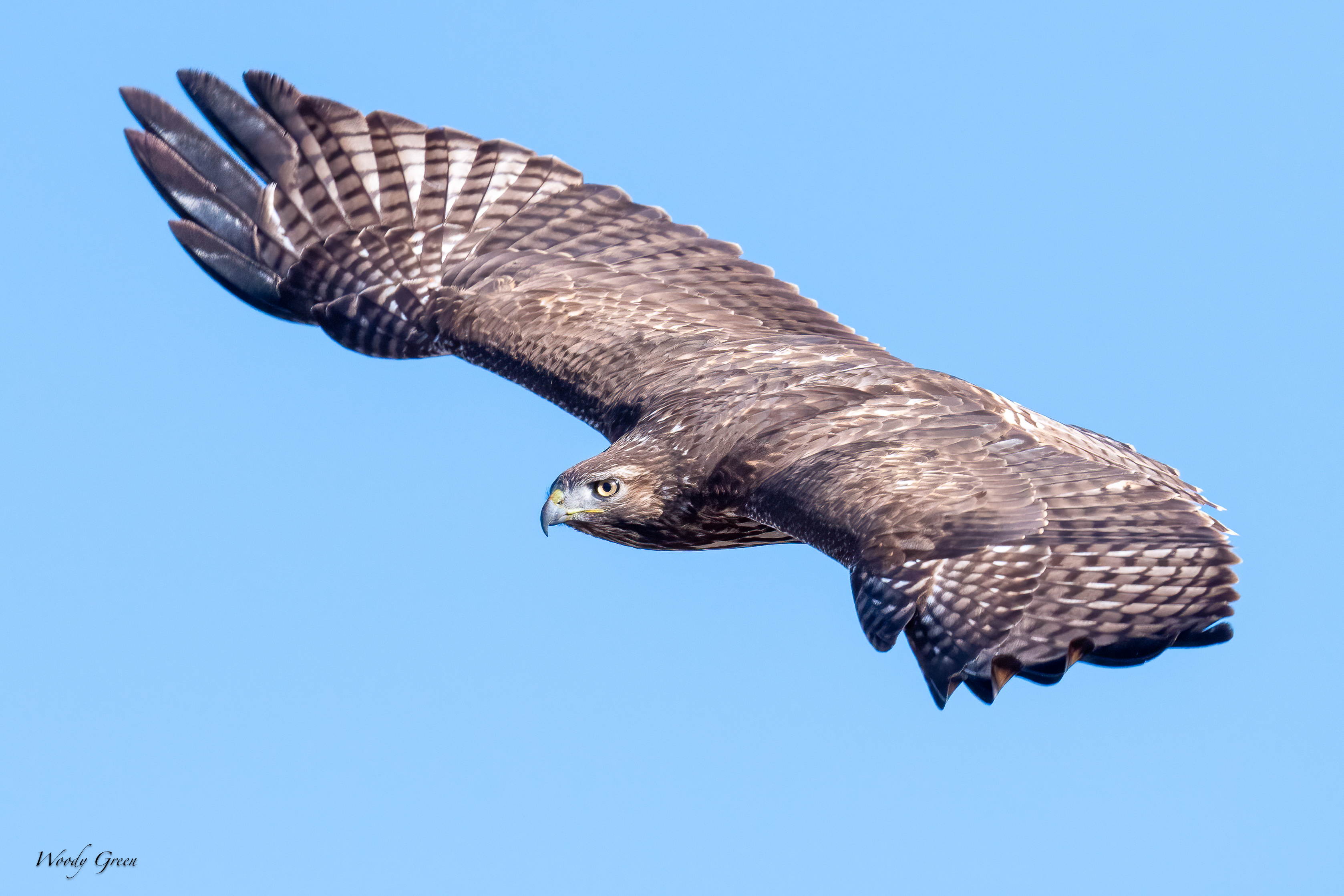 RedTailFlight -264.jpg