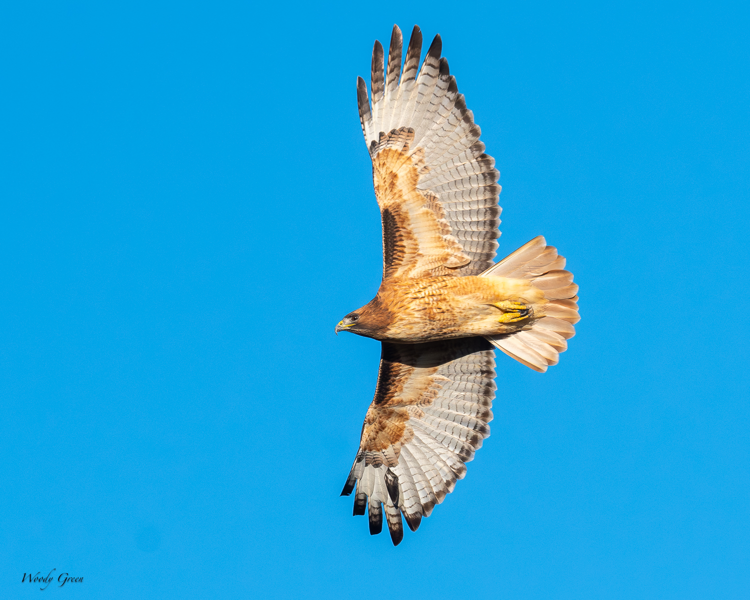 RedtailFlight-415.jpg