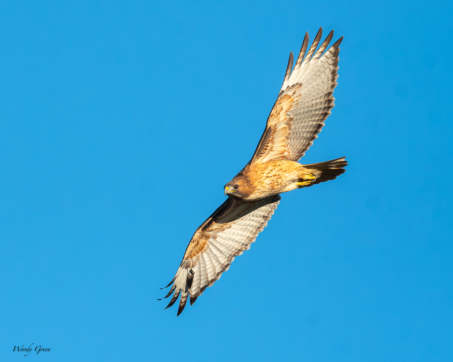 RedtailFlight-416.jpg