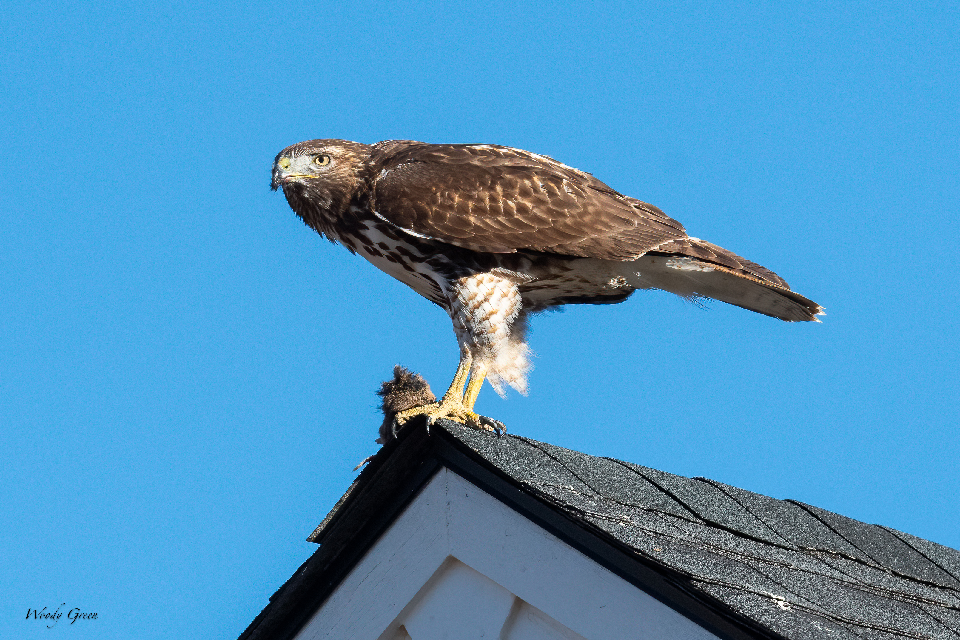 RedtailPrey-266.jpg