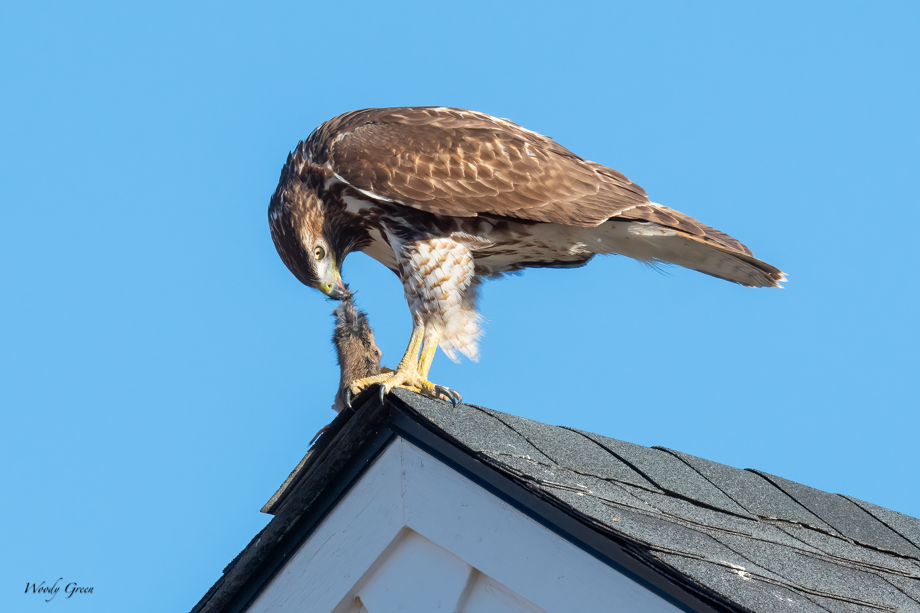 RedtailPrey-267.jpg