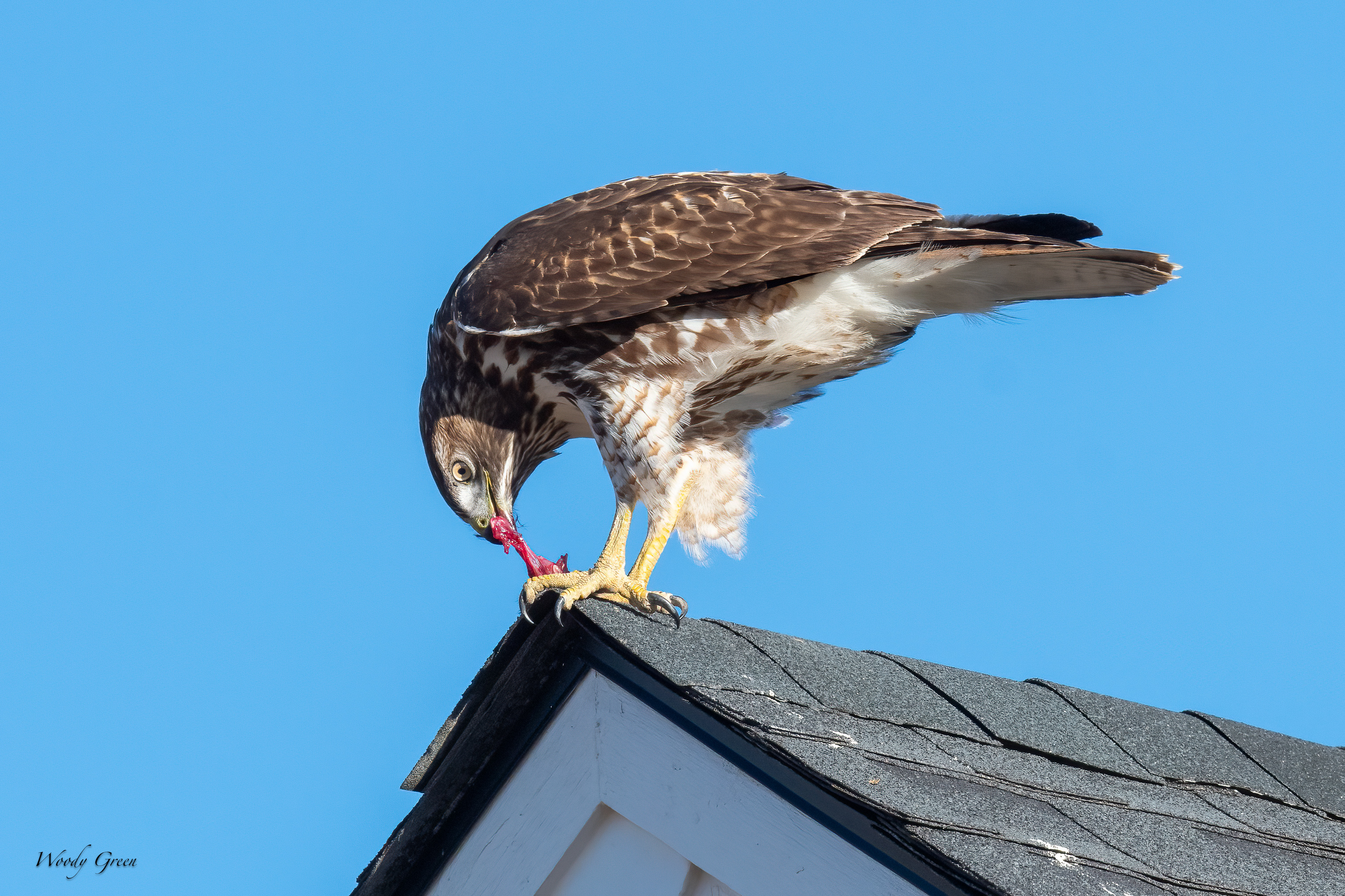 RedtailPrey-268.jpg