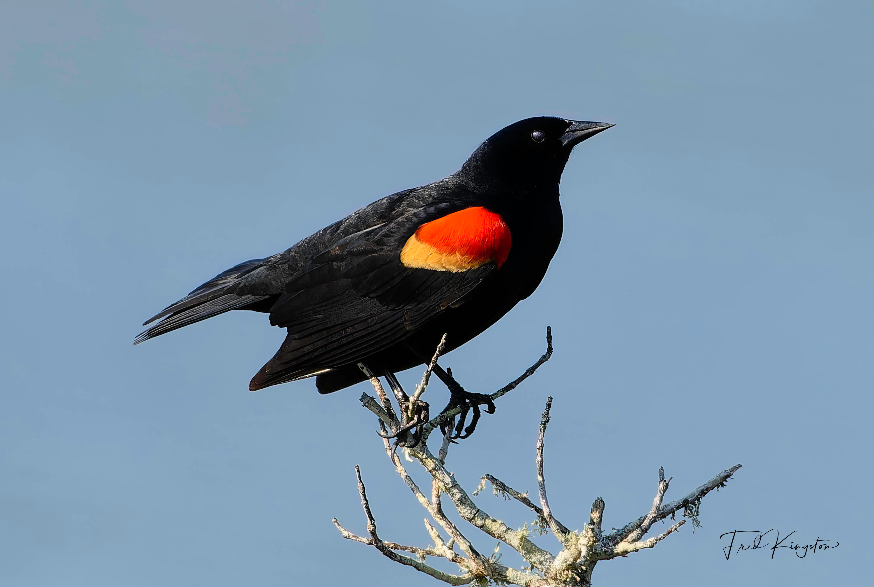 RedWingBlackBird-1.jpg