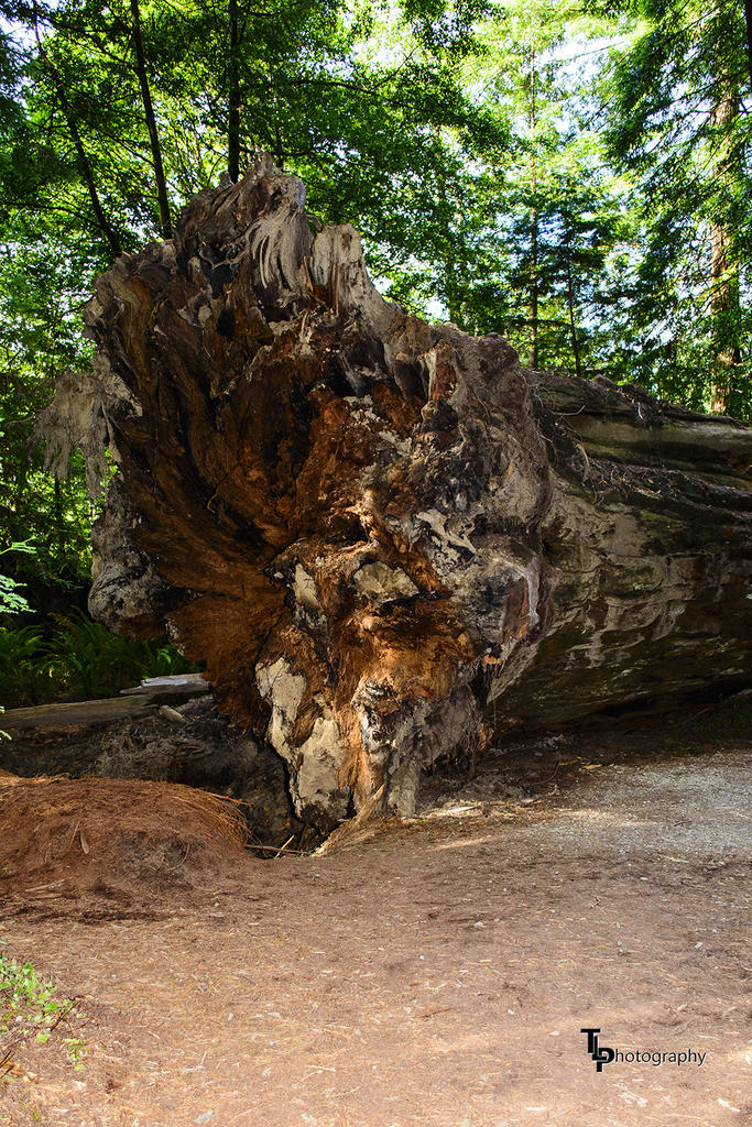 Redwood Trunk 1.jpg