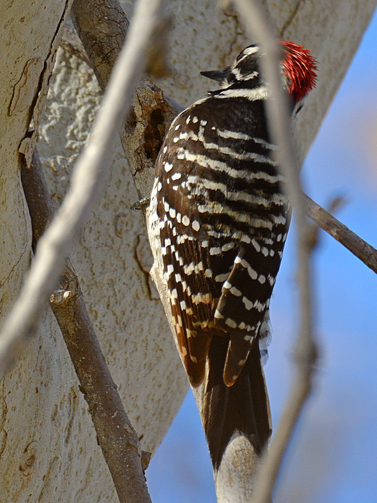 RedWoodpecker3.jpg