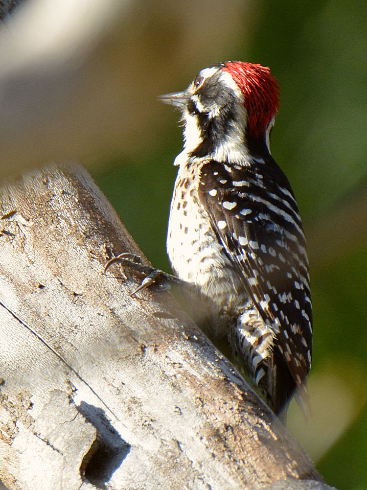 RedWoodpecker6.jpg
