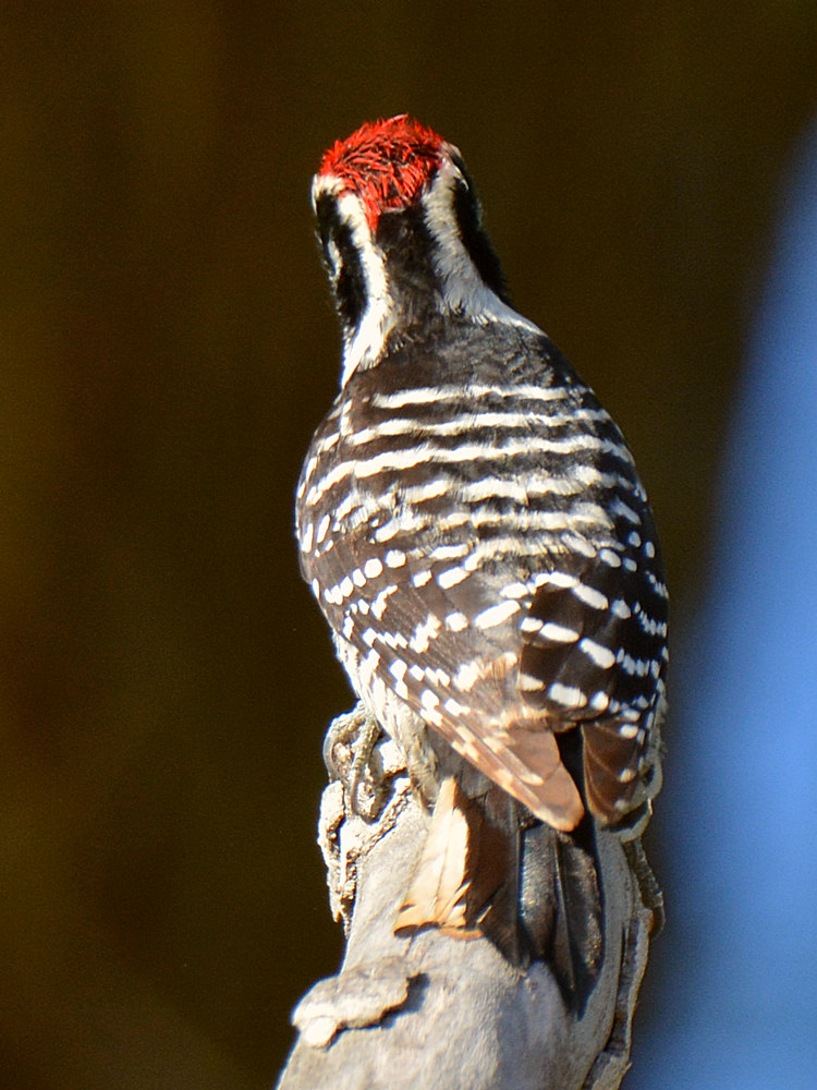 RedWoodpecker7.jpg